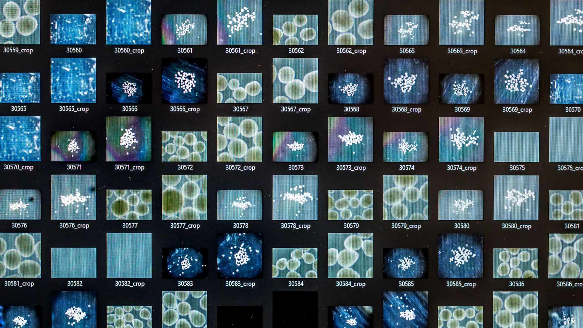 A screen in FinalSpark's lab showing human brain cells. /Fabrice Coffrini/AFP