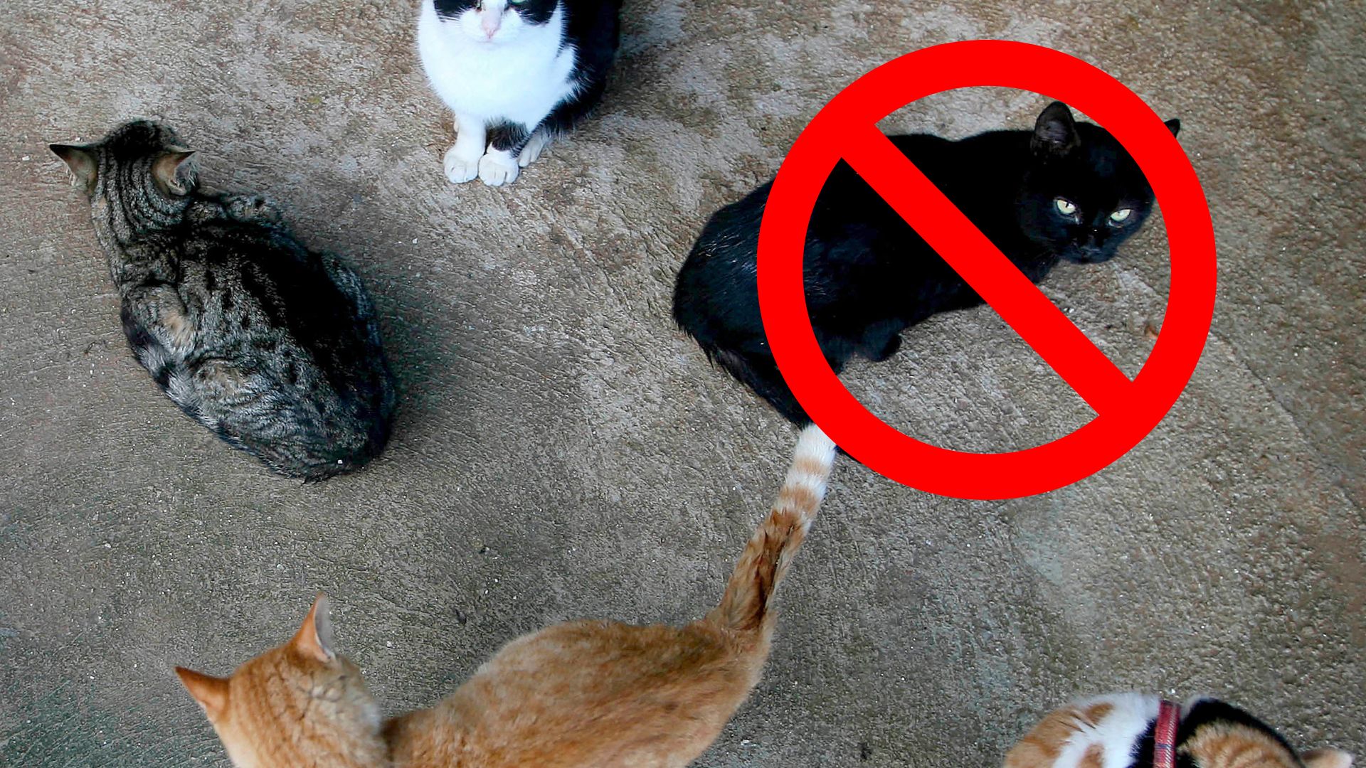 In Terrassa, black cats are off the table until mid-November. /Jose Luis Roca/AFP
