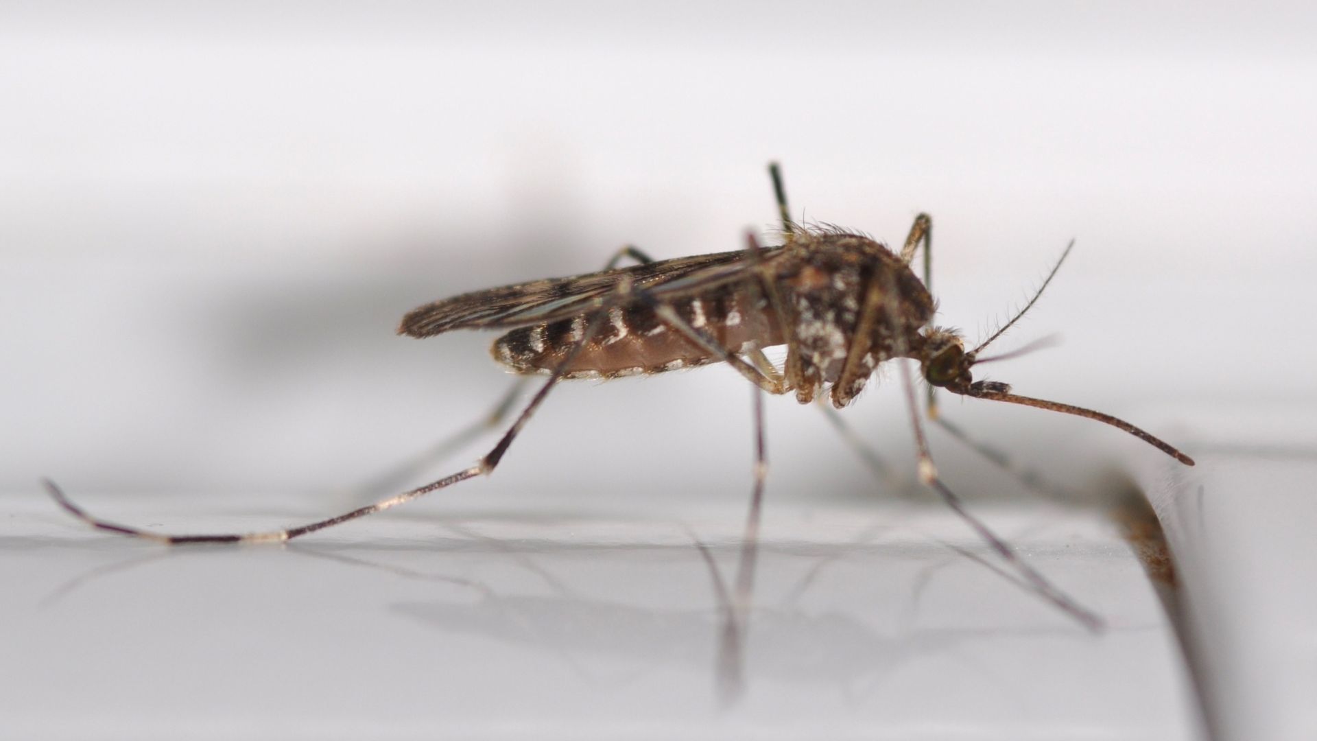 Mosquitoes found in Iceland but climate change not thought to blame
