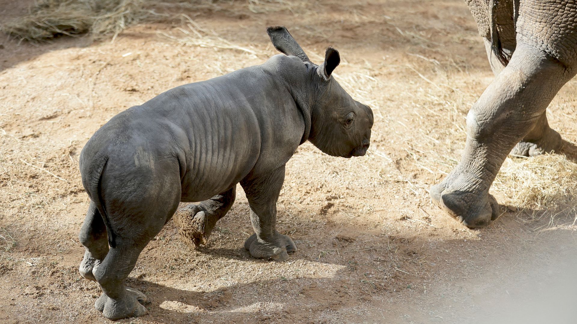 White rhino born at Spain zoo in conservation success