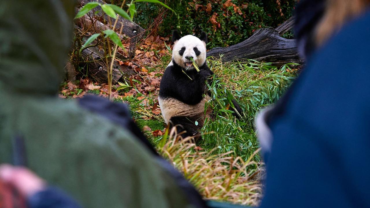 France bids farewell to beloved panda pair going home to China