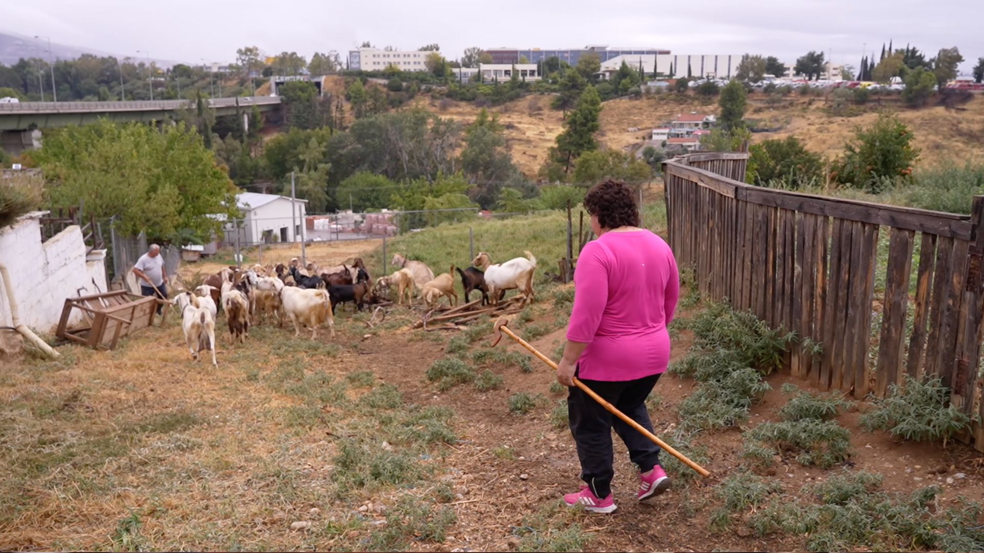 Livestock farmer Magda Kontogianni tends to her herd of dairy goats. /CGTN
