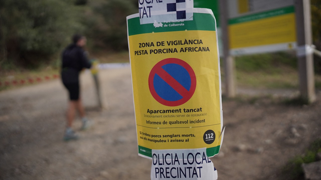 Local police put up a sign warning about the African Swine Fever Surveillance Zone, at the entrance of the Collserola natural park, after two wild boars infected with African Swine Fever were found dead in the park. /Manaure Quintero/AFP
