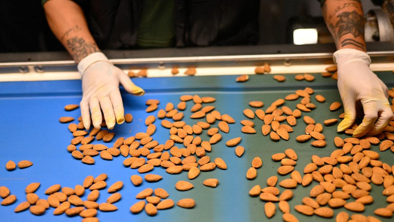 French almond producers revive traditions to counter US dominance