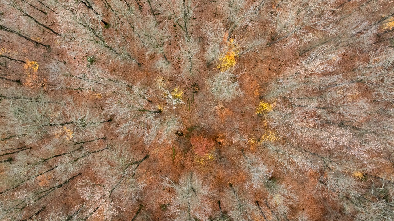 UPM has signed a supply contract with the forest-rich state of Saxony-Anhalt, making use of beech tree branches and twigs for chemical processes in its refinery. /Jens Schlueter/AFP