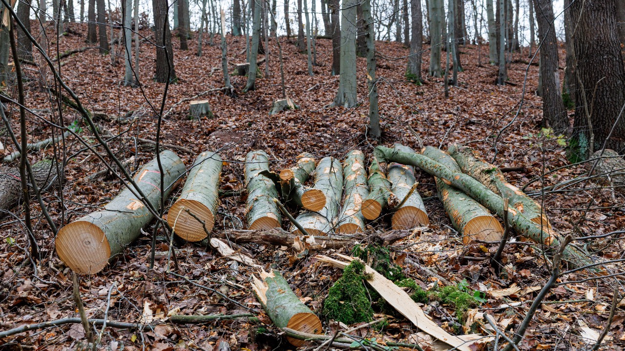 Beech trees are pictured in a forest near Annarode in Germany. /Jens Schlueter/AFP