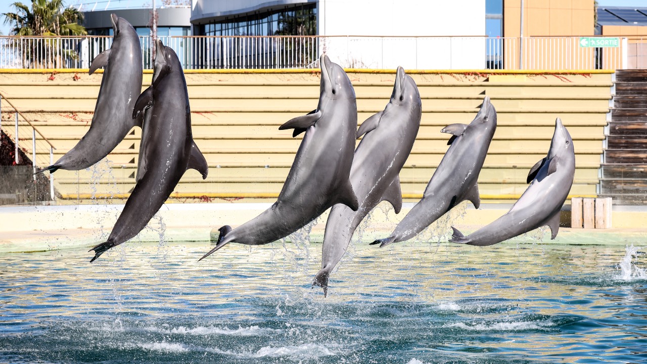 Animal rights concerns have driven countries such as Canada and France to ban the capture of dolphins, porpoises and whales, while growing numbers of marine parks are shutting. /Valery Hache/AFP