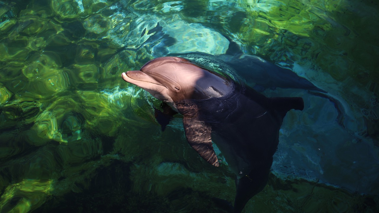 A dolphin swims in the pool of the Dolphins arena of Marine Land theme park in Antibes southeastern France. /Valery Hache/AFP