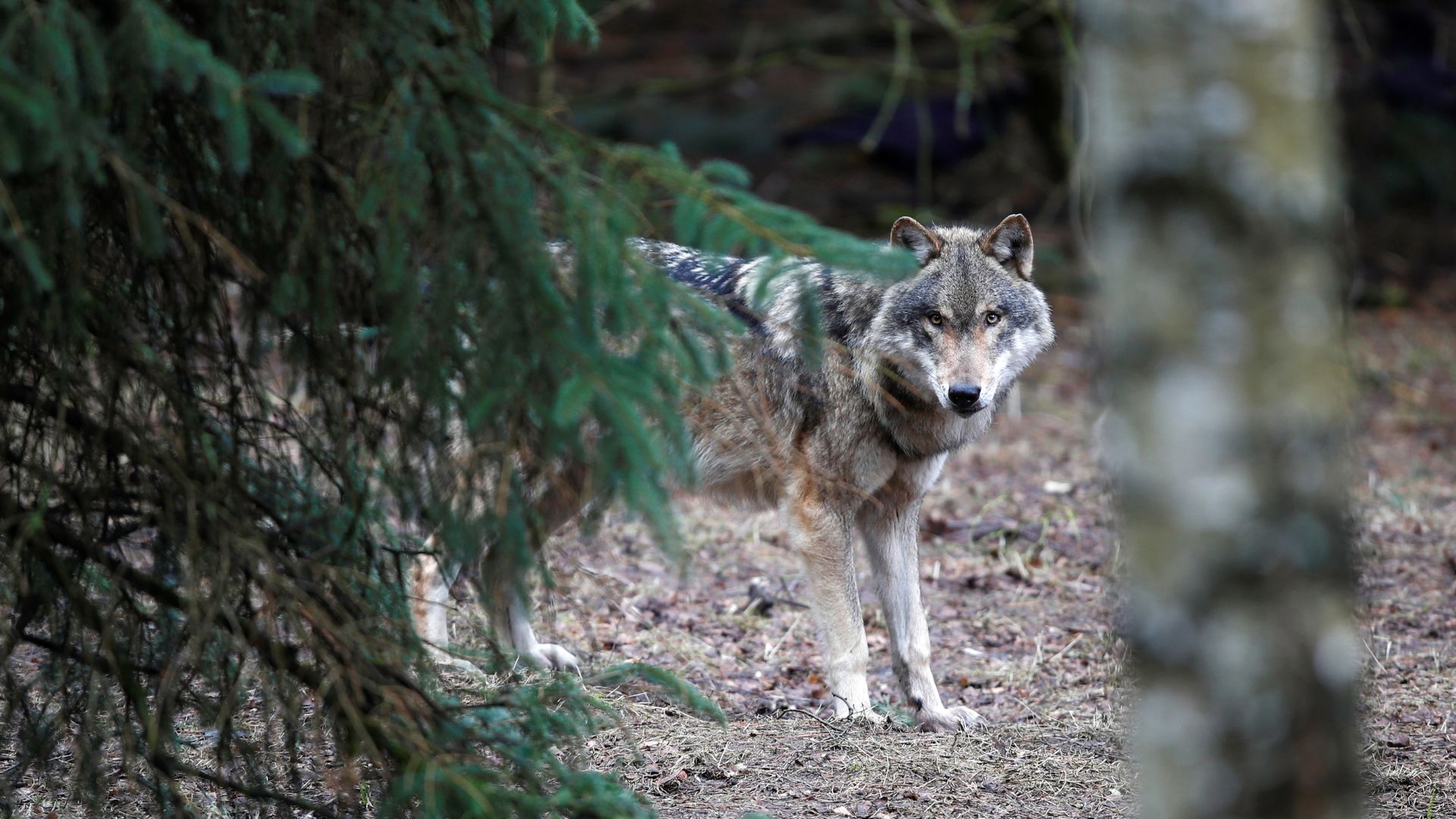 A wolf near Gross Schoenebeck in Germany. /Axel Schmidt/Reuters
