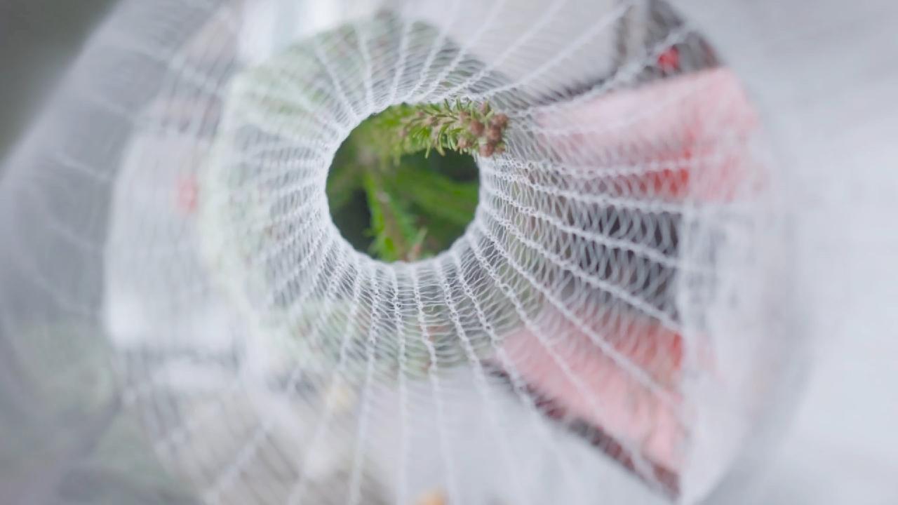 Growing pains: Rising costs push up Christmas tree prices in Hungary