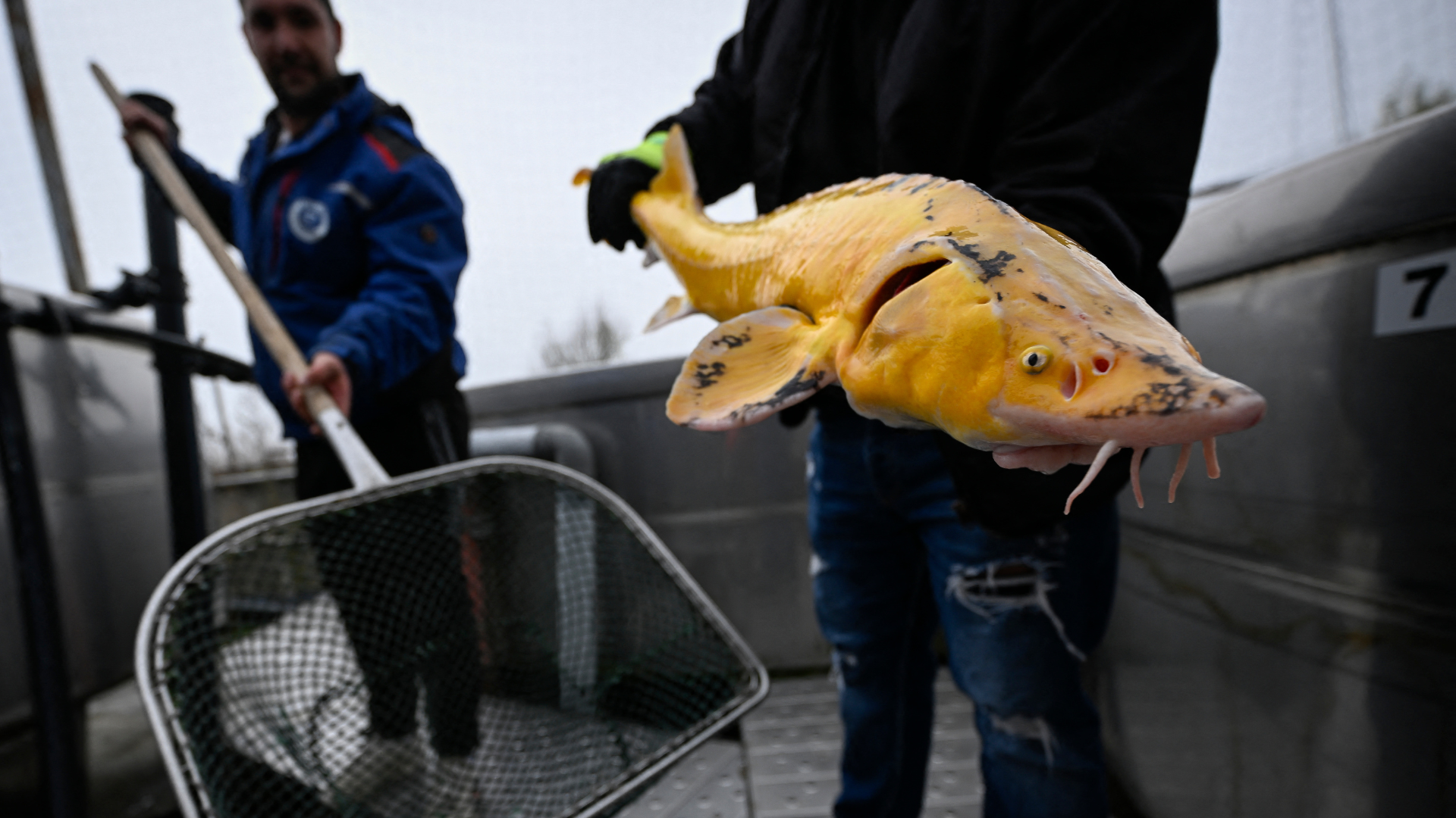 A worker holds a yellow sturgeon fish at a fish farm in Yoakim-Gruevo. /Nikolay Doychinov/AFP