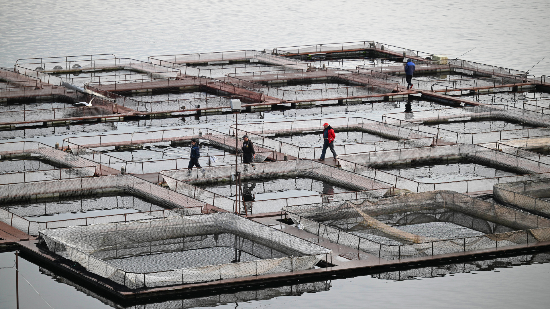 Workers feed sturgeon fish as they walk on the deck of a floating fish farm in Kardzhali dam. /Nikolay Doychinov/AFP