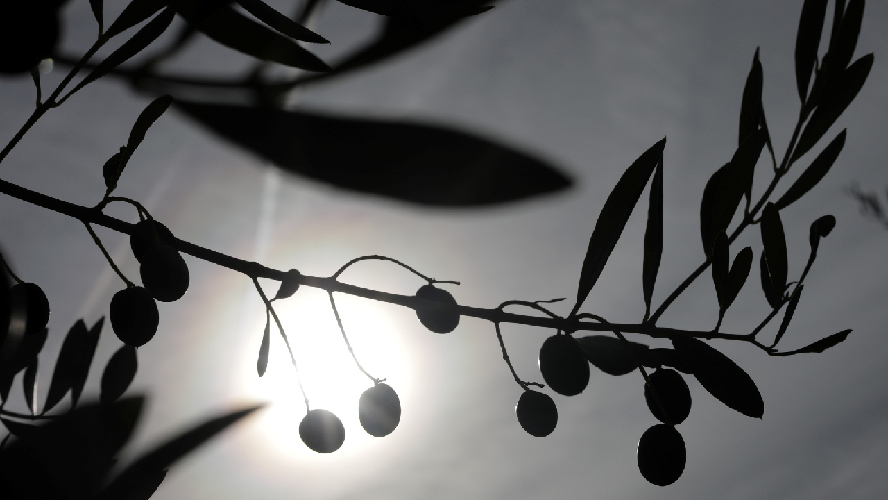 Austrian farmers expand olive groves thanks to milder winters