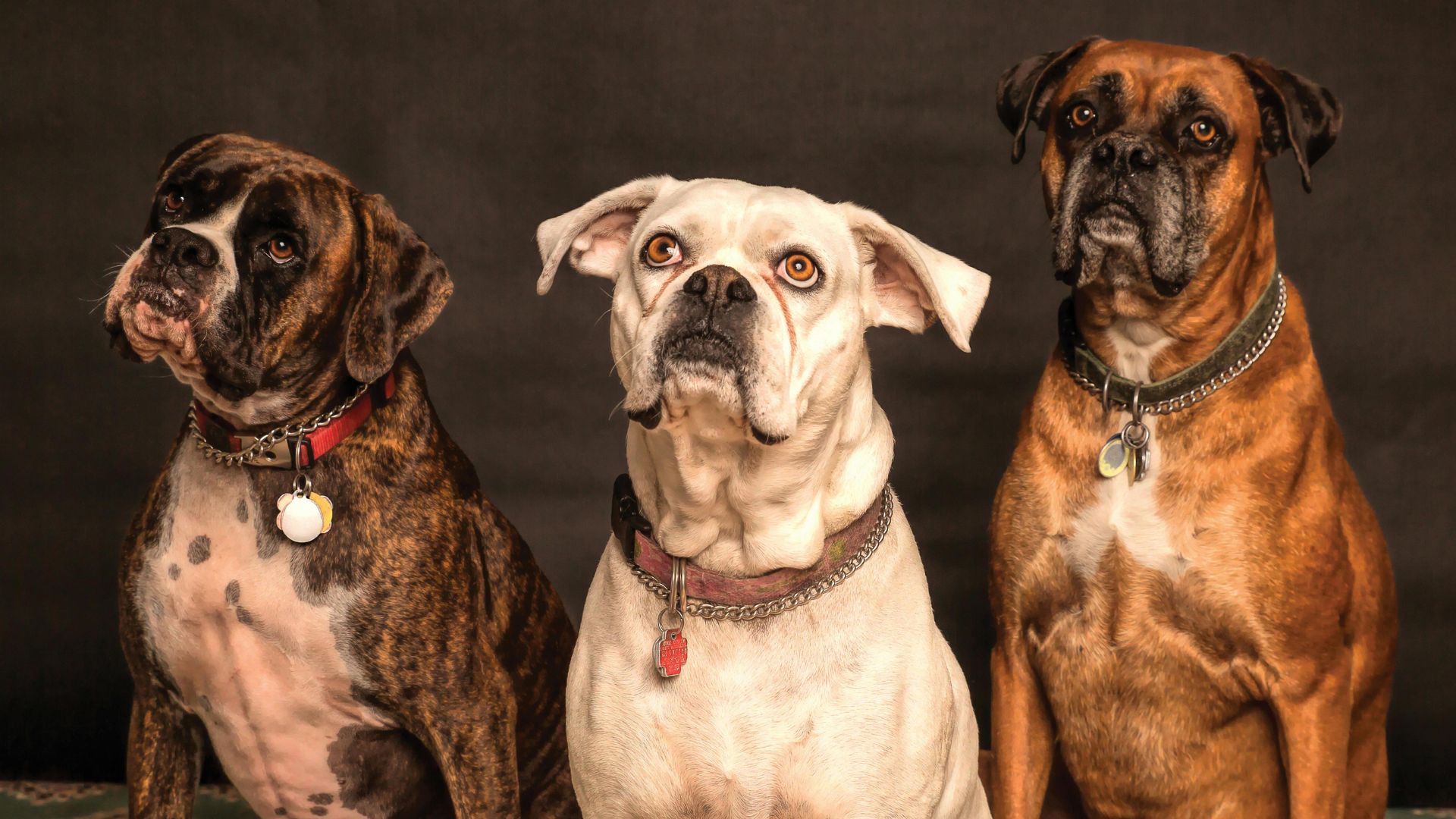 Some gifted dogs have a remarkable capacity for learning human vocabulary, although not necessarily these three. /Nancy Guth/Pexel 