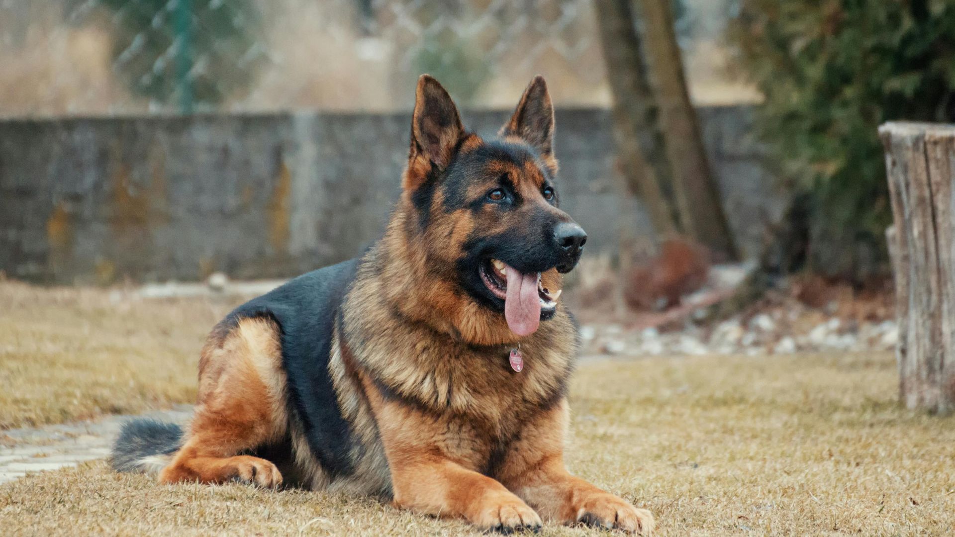 Researchers warn that people shouldn't expect genius qualities from their family pets, like this German Shepherd. /Pexel