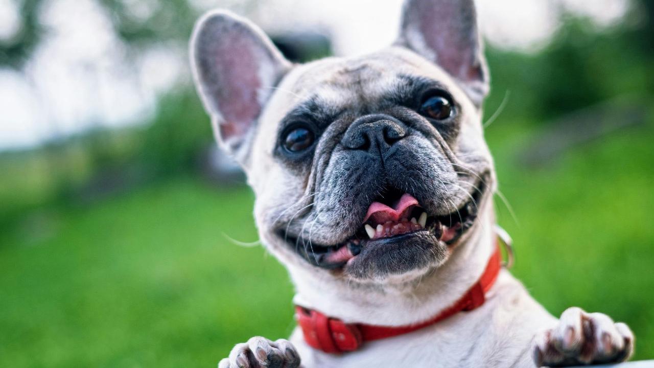 Rare dogs learn vocabulary by eavesdropping, say Austrian scientists