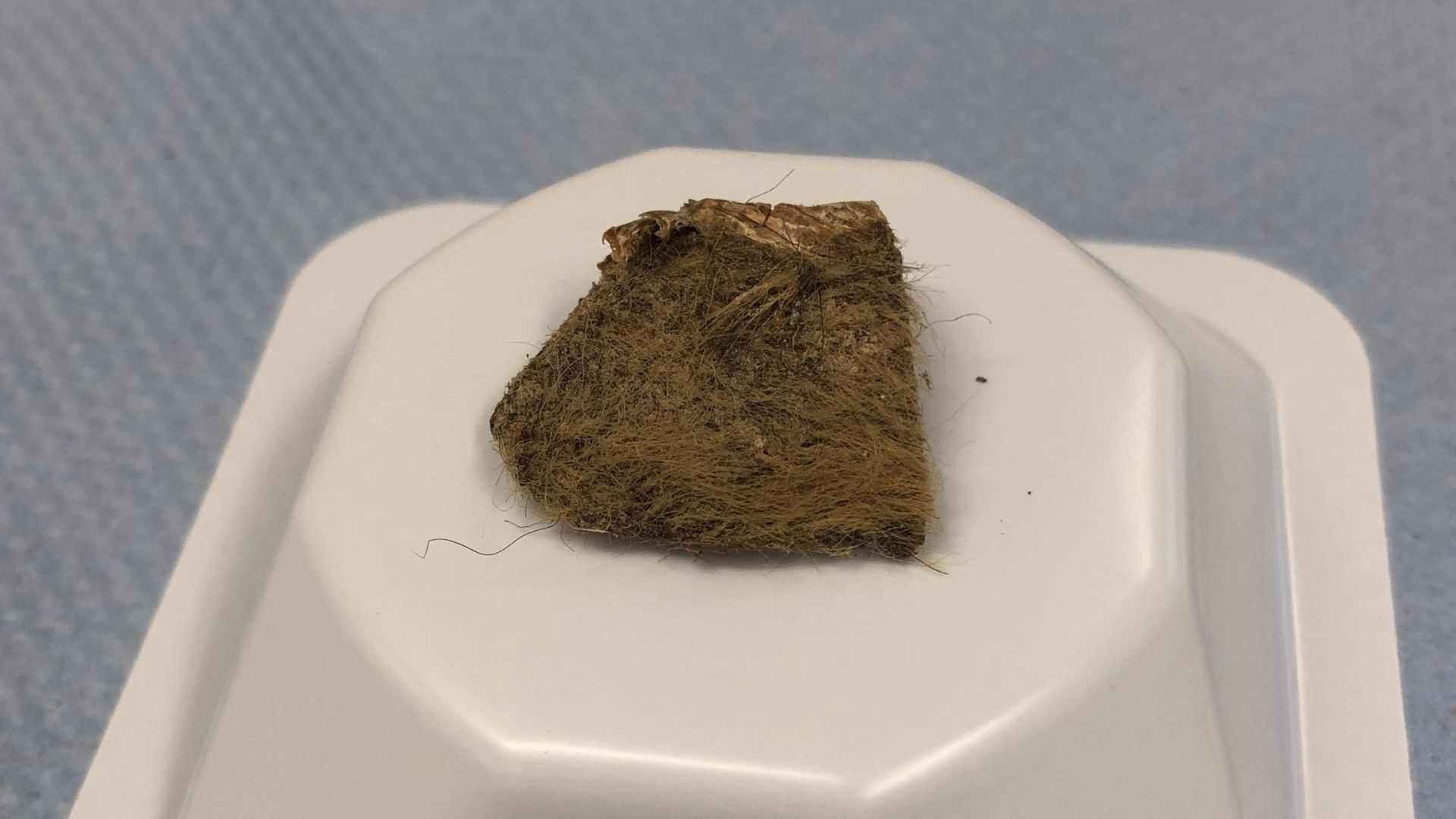 A piece of tissue from a woolly rhinoceros that was found inside the stomach of an Ice Age grey wolf puppy discovered in permafrost. /Love Dalen /Handout via Reuters
