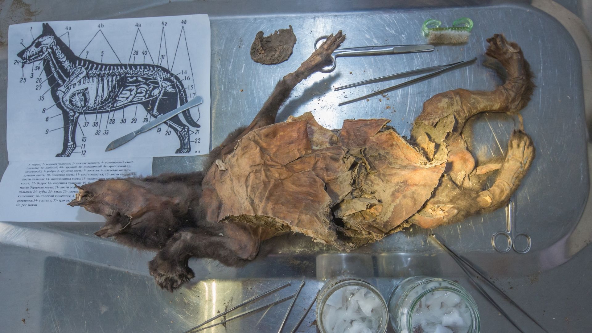 The remains of an Ice Age grey wolf puppy discovered in permafrost near the Russian village of Tumat in northeastern Siberia, as seen in a laboratory in Vienna, Austria. /Mietje Germonpre/Handout via Reuters
