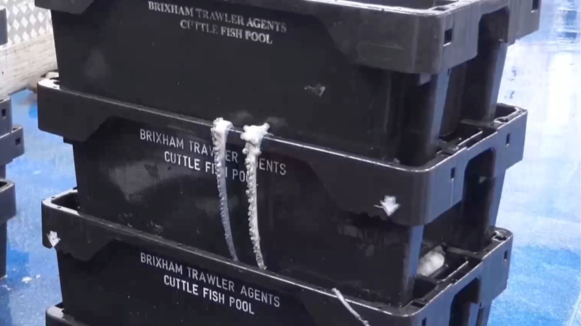 One Devon town is reporting 20 tonnes a day of octopus haul. /CGTN