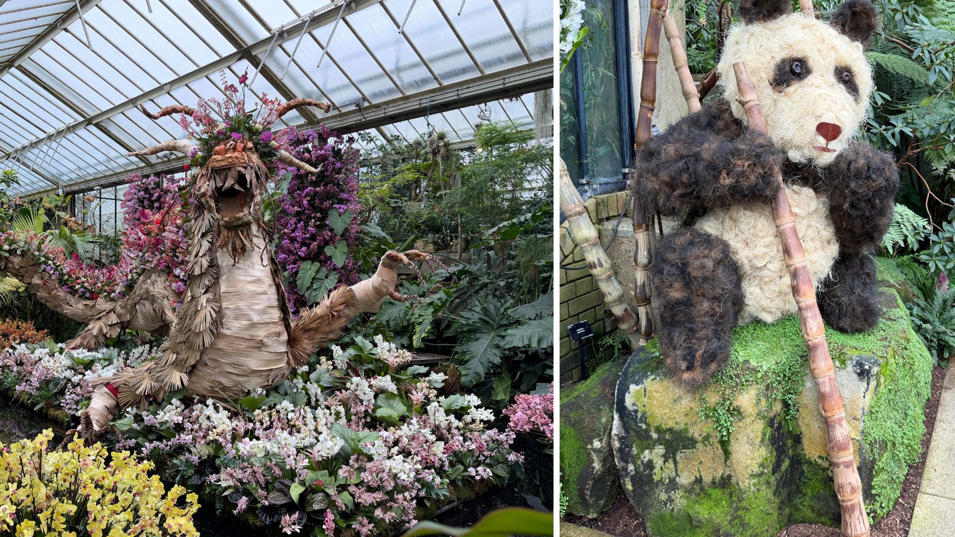 Brightness and floral joy in the UK's capital at Kew's Royal Botanic Gardens annual orchid festival. /Iolo ap Dafydd 