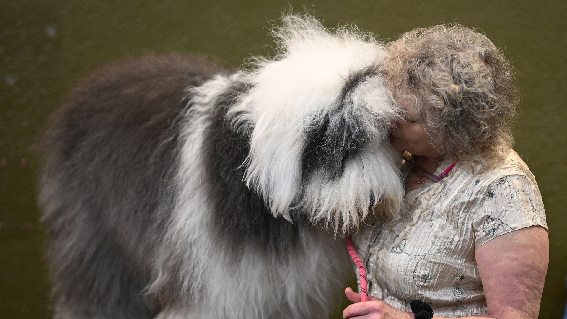 An Old English Sheepdog and handler. /Oli Scarff/AFP