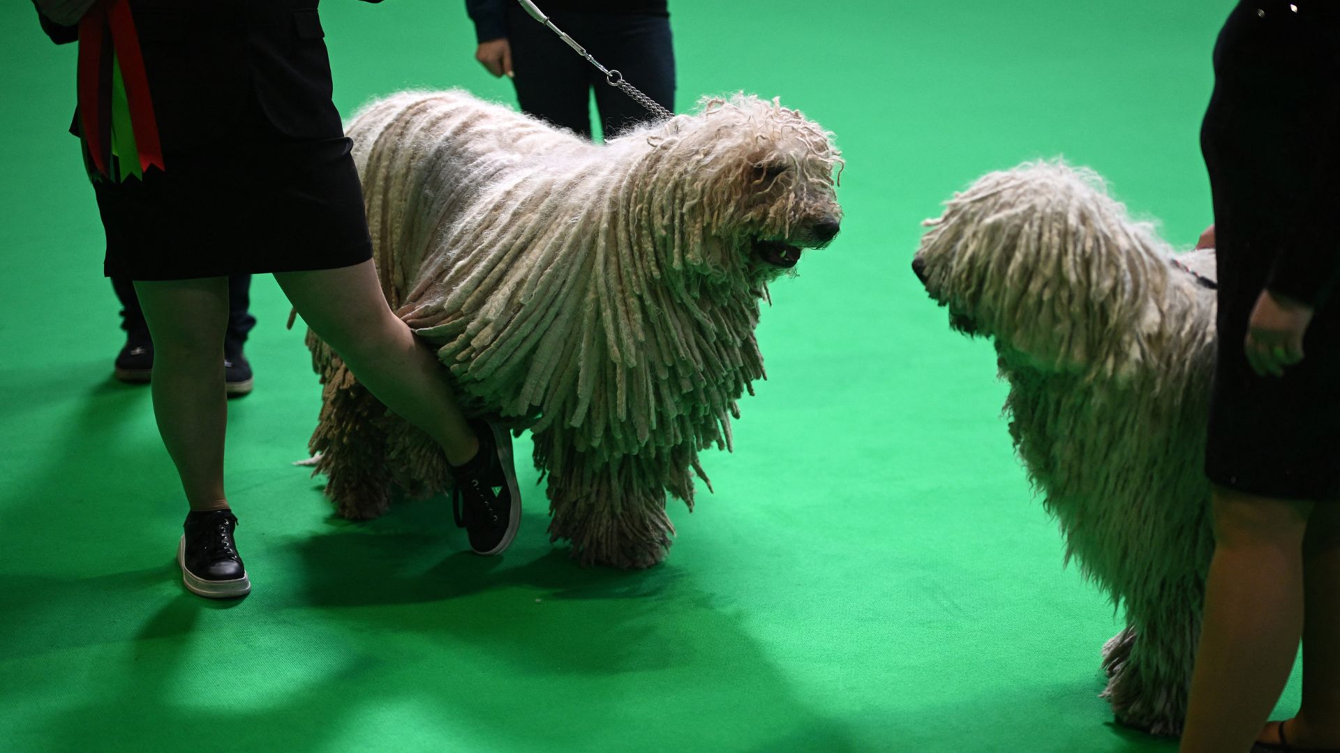 Komondor dogs on the first day of Crufts. /Oli Scarff/AFP
