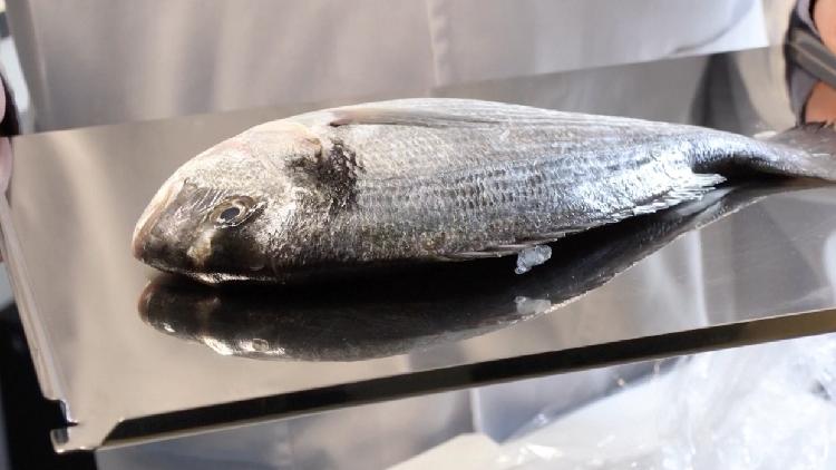 Spanish scientists develop artificial cornea from fish scales