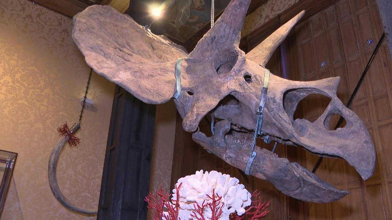 Ancient fossils take center stage in Amsterdam art exhibition