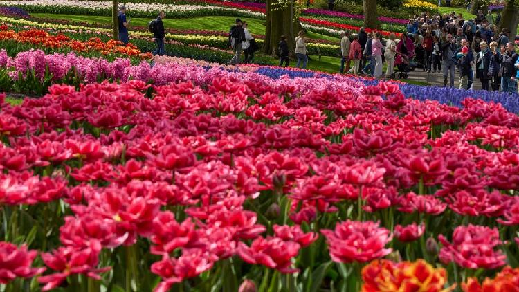 Netherlands garden boasts colorful display of seven million tulips