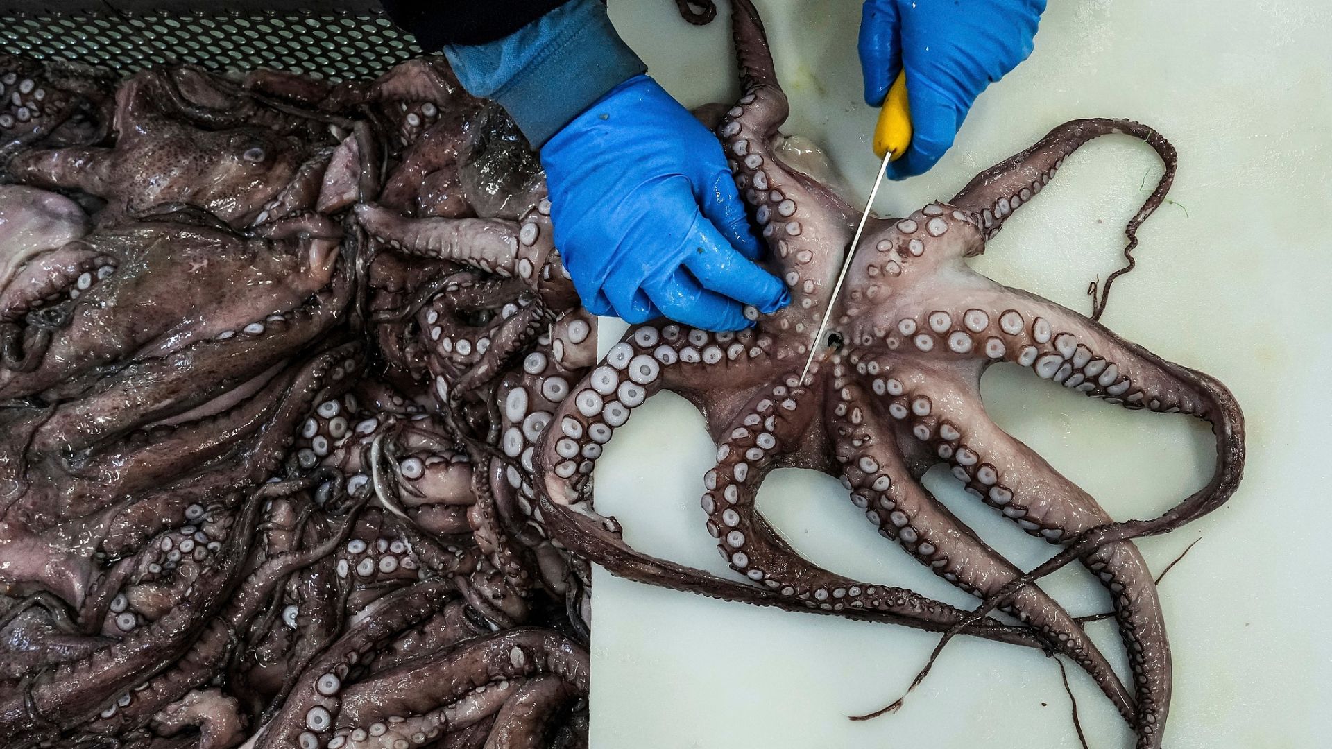 Catching octopus is becoming a less lucrative trade amid the energy crisis. /CFP
