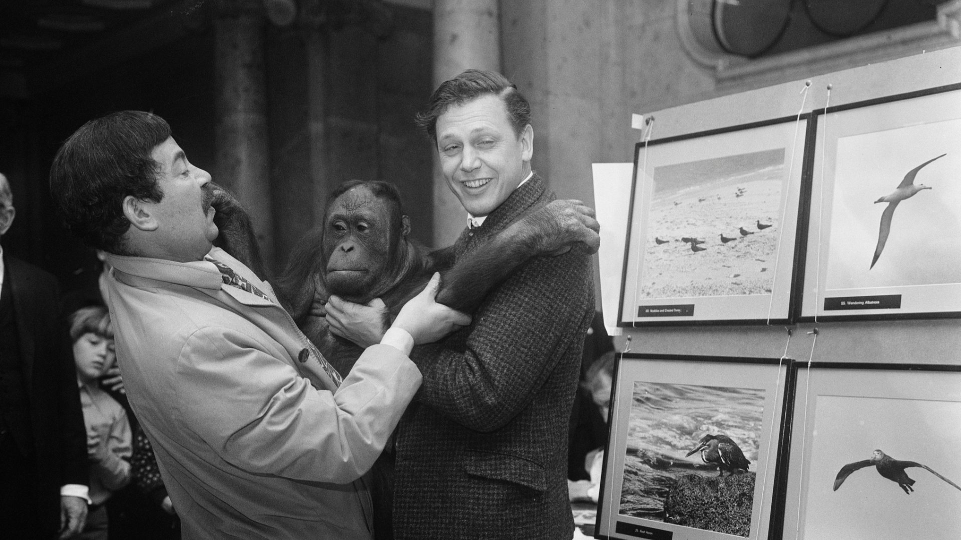 Attenborough holds a 5-year-old orangutan named TUan, at an exhibition of wildlife photographs by the Duke of Edinburgh in 1970. /Ian Showell/Keystone/Hulton Archive/Getty Images
