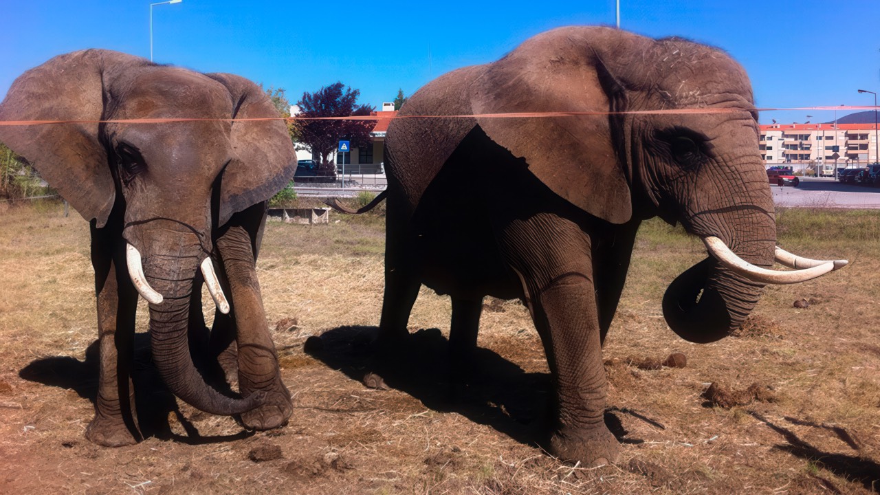 Julie (L), the last circus elephant in Portugal, pictured previously with a pachyderm pal. /Circo Victor Hugo Cardinali/AFP
