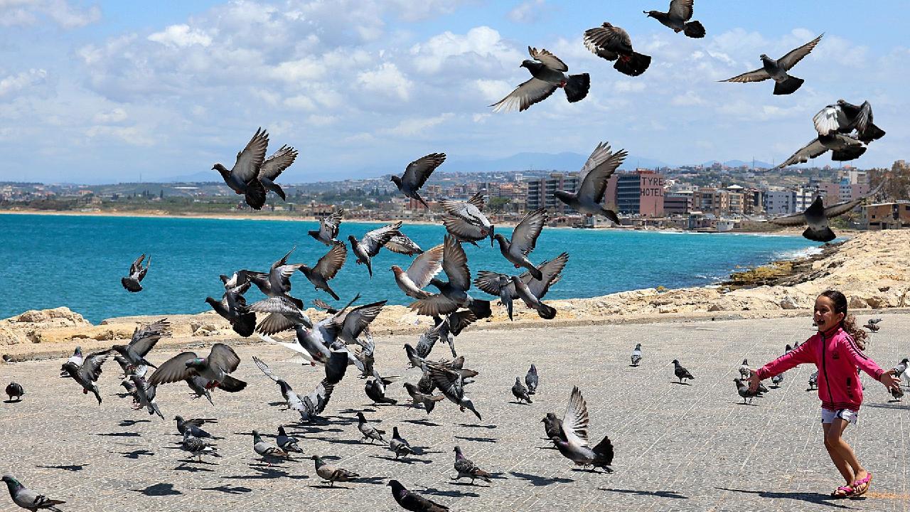 Forgotten friends: new research shows we loved pigeons 3,500 years ago