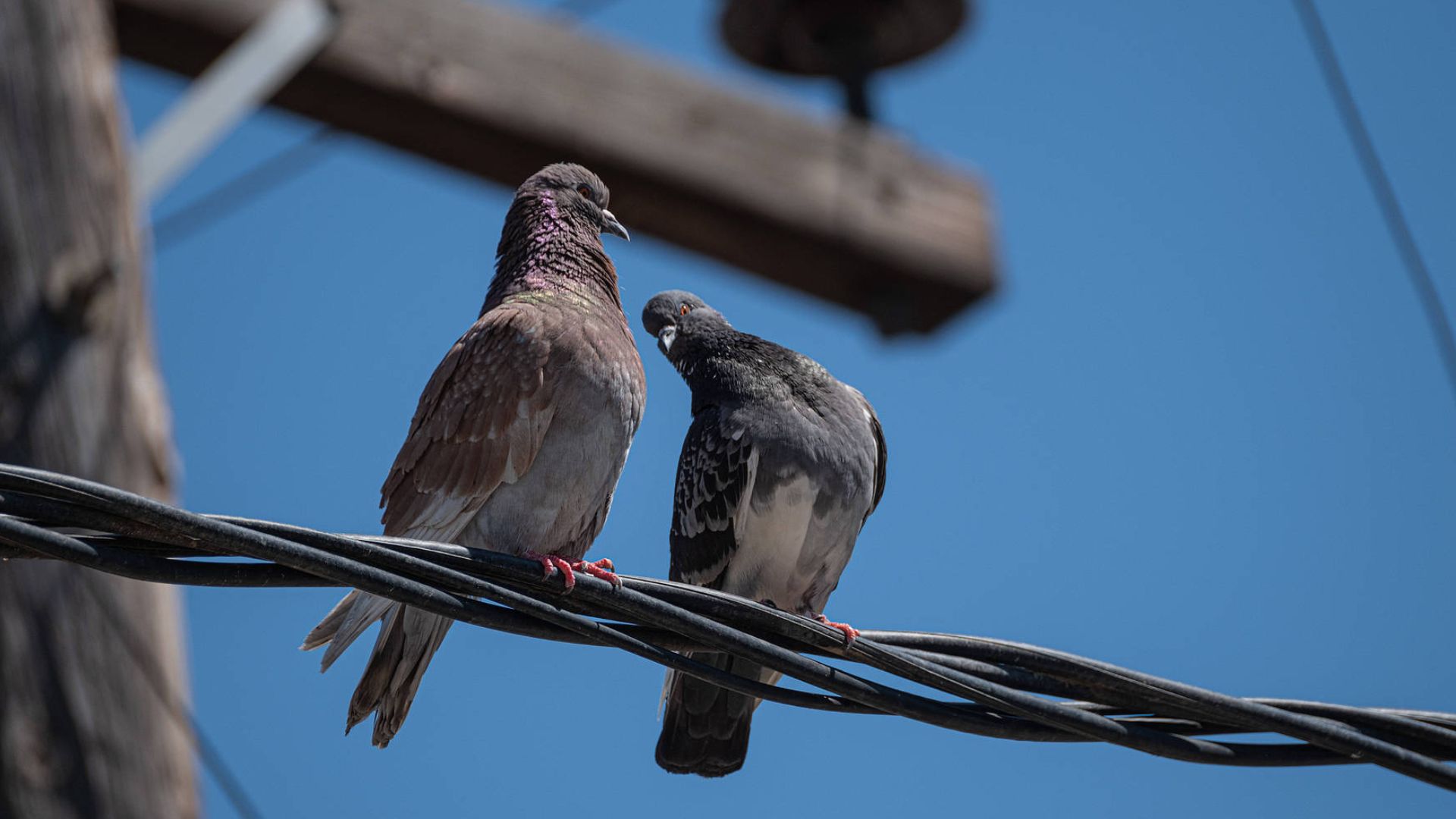 Two pigeons in Nea Artaki, Halkis, Greece recently. /CFP 