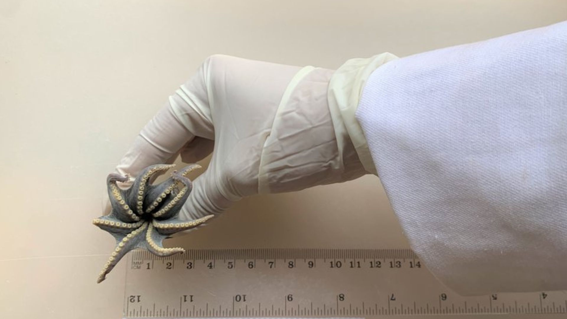  The octopus appears to be the runt of the Megaleledonidae family. /Charles Darwin Foundation