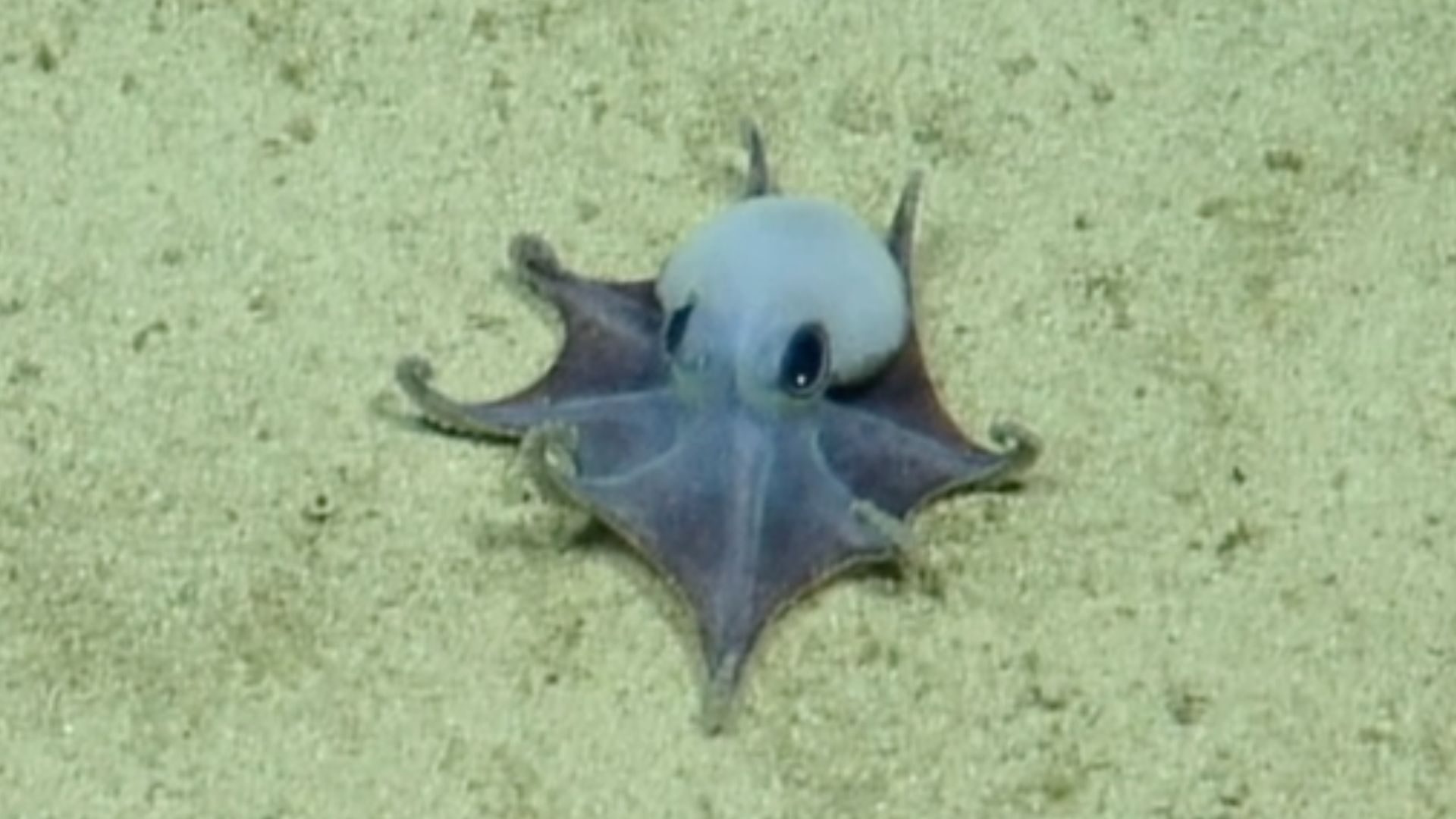 'He's tiny! It's blue!': Scientists find new deep-sea octopus