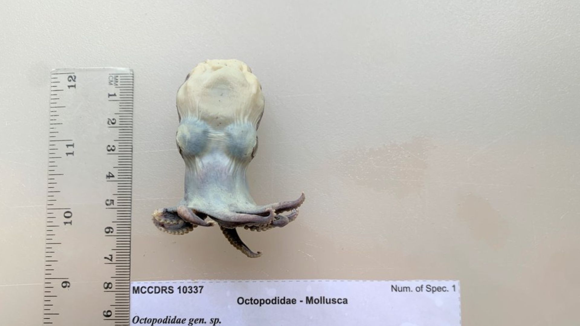 The new species is named Microeledone galapagensis. /Charles Darwin Foundation