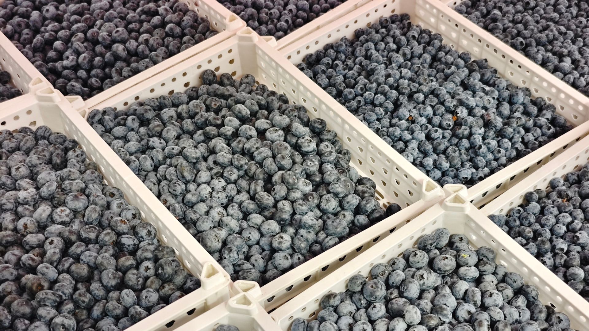 Thai berry pickers were employed to pick blueberries among other fruit. /CFP