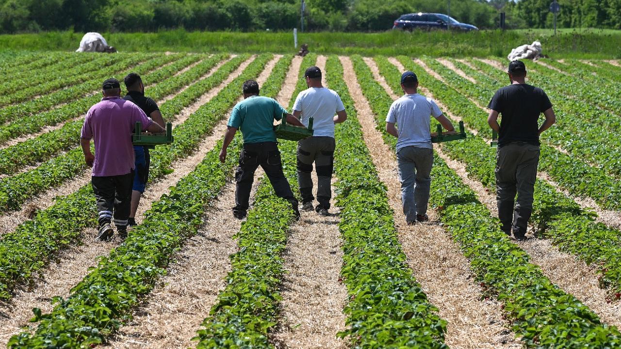 Finland accuses berry companies of forming cartel