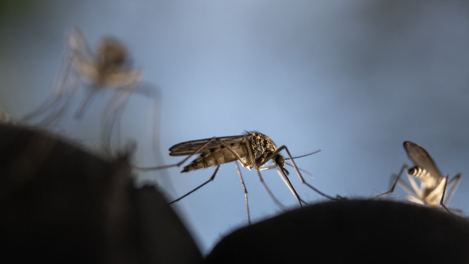 Other risks associated with extreme heat included a wider spread of diseases borne by vectors such as mosquitoes. /Olivier Morin/AFP
