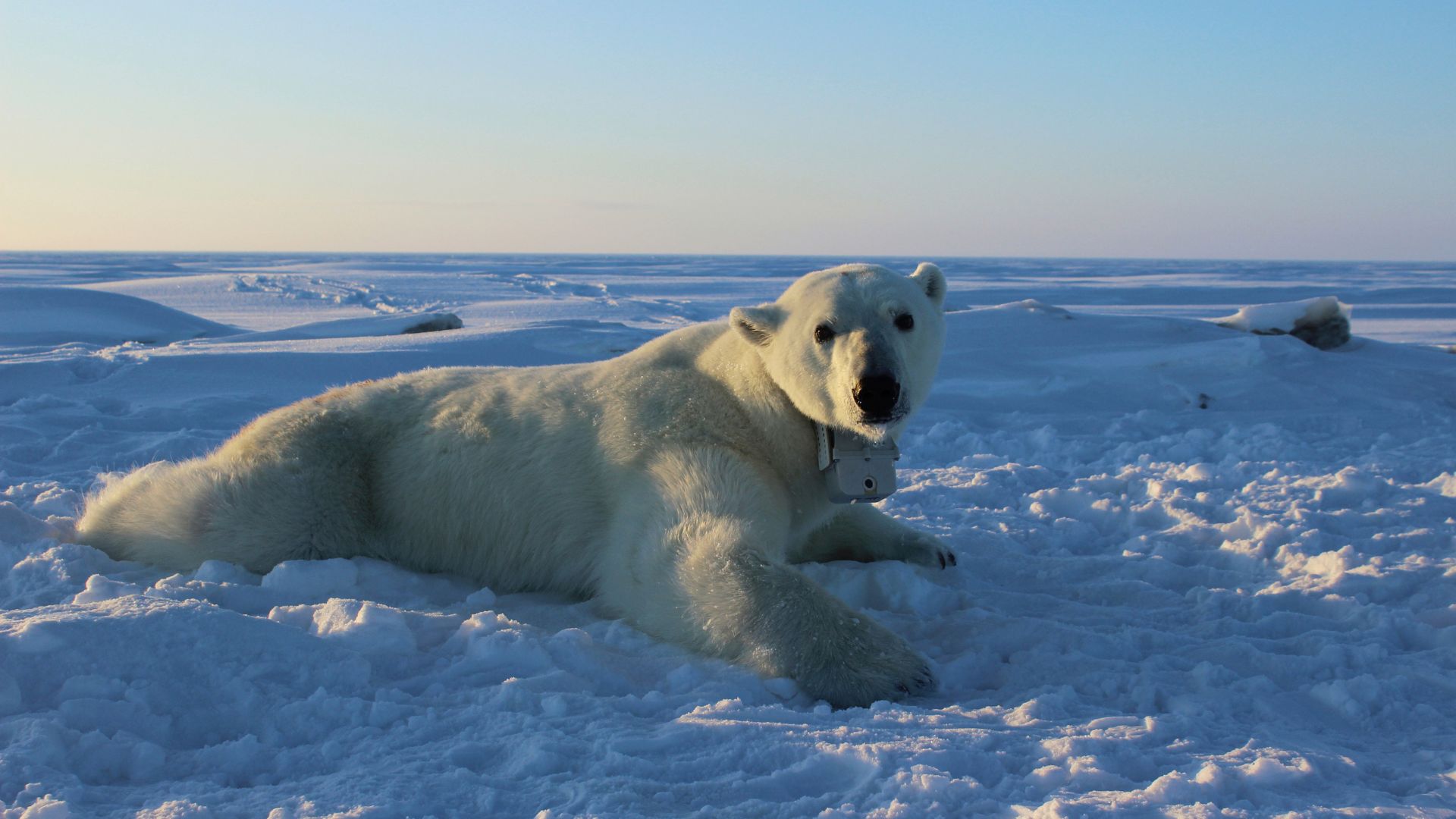 PFAS have been found in the blood of polar bars /Anthony Pagano/USGS via AP.