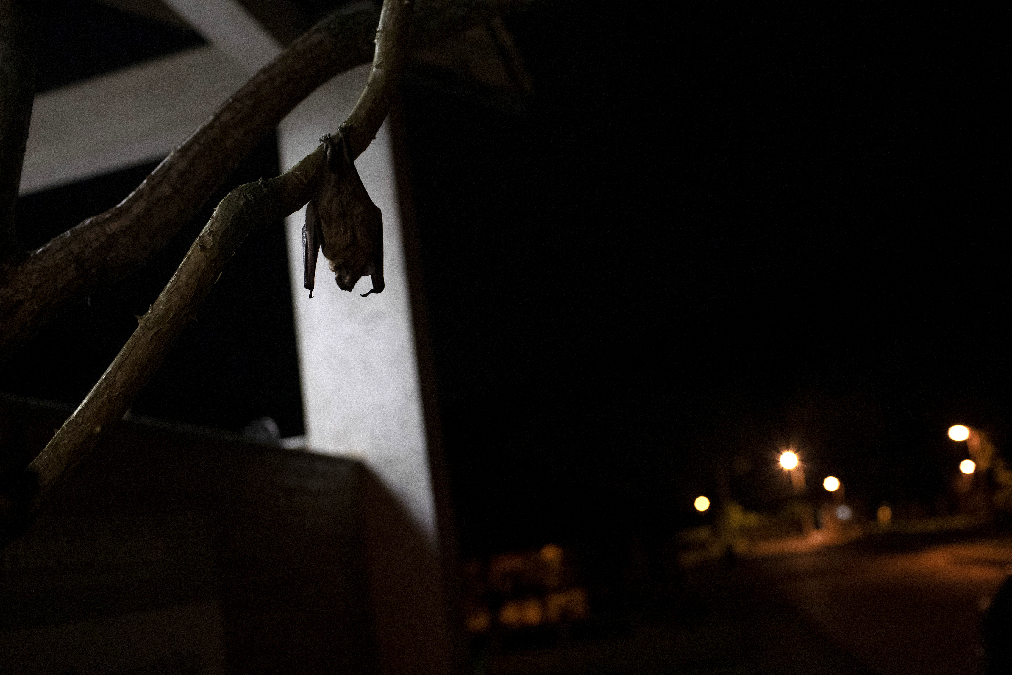 Nipah virus is considered one of the most dangerous known emerging pathogens. /Silvia Izquierdo/AP