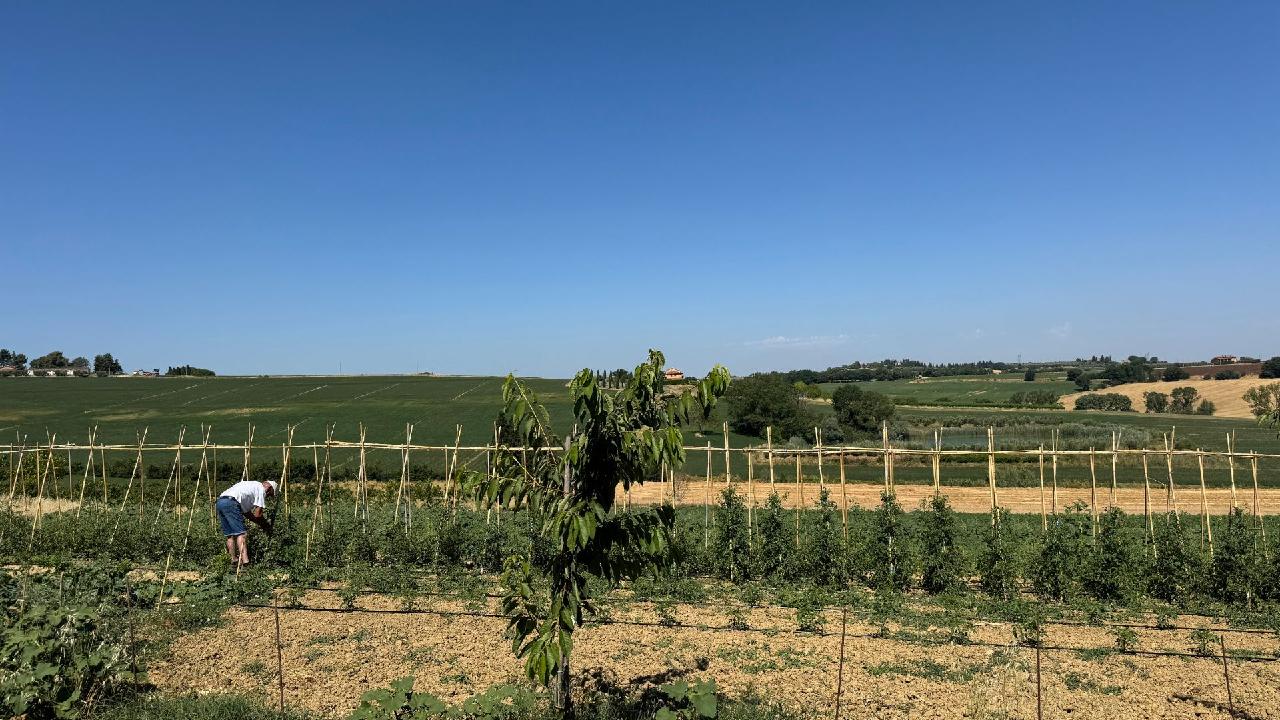 Italy fears long-term heatwave consequences as harvests shrink