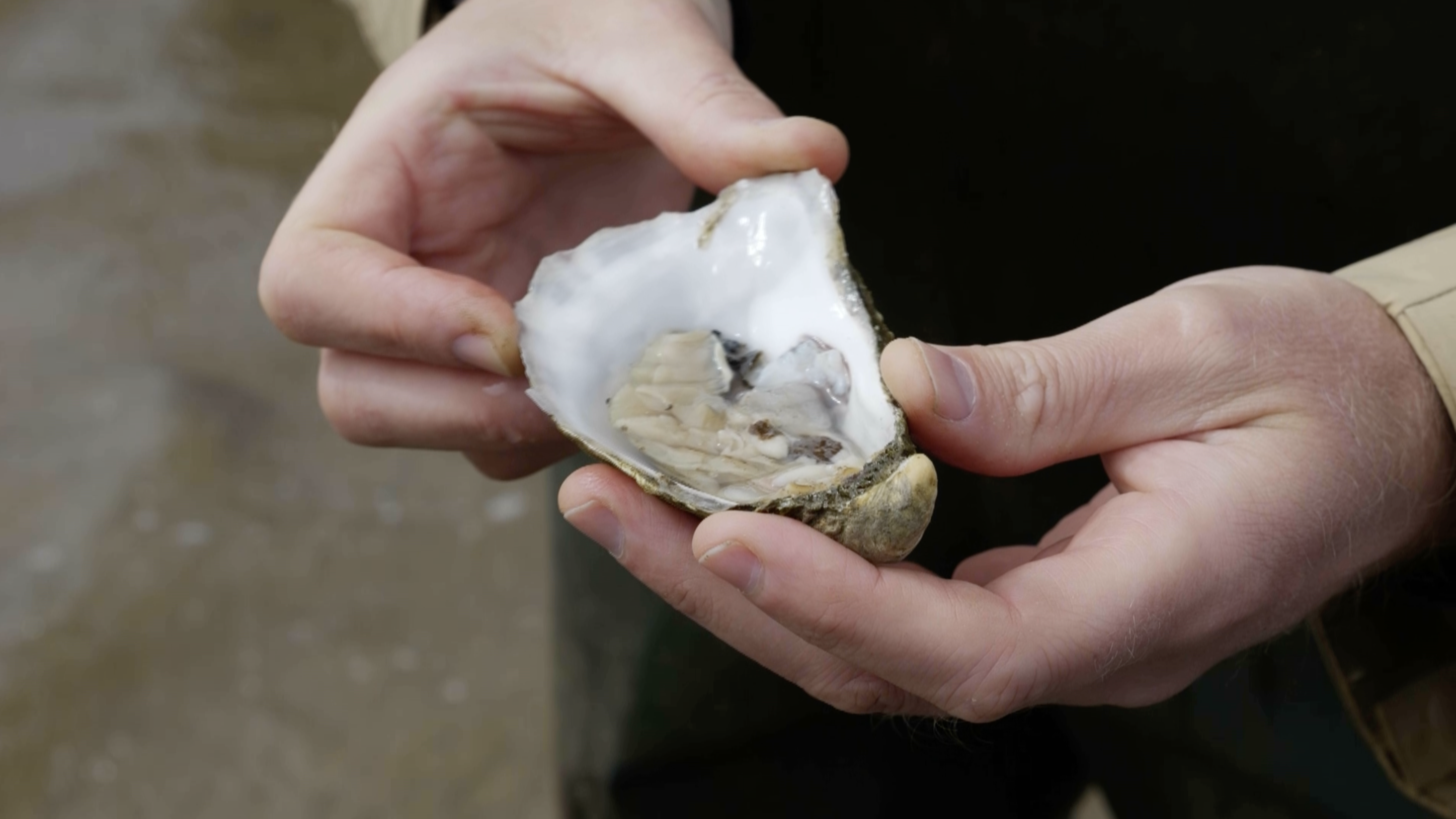 Sales of Irish shellfish have almost doubled in the past year as Chinese demand for premium seafood, particularly brown crab and oysters, continues to grow. /CGTN