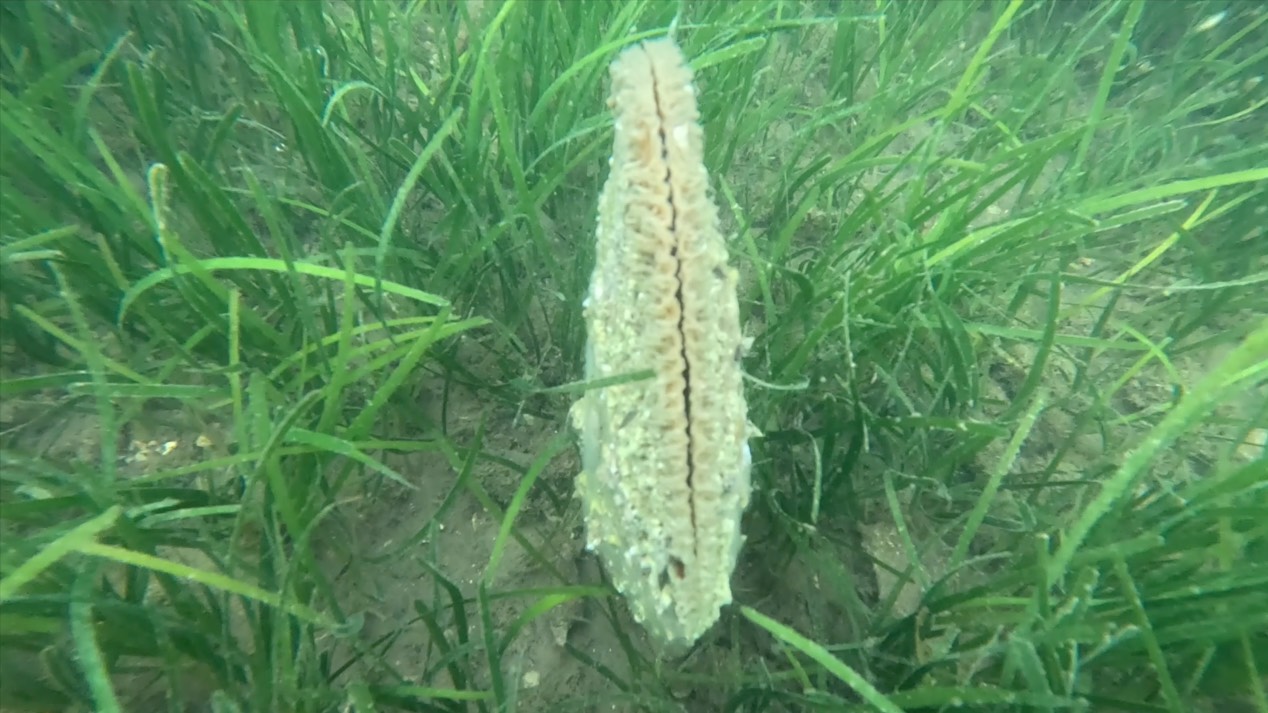 Scientists race to stop Mediterranean's noble pen shell's extinction