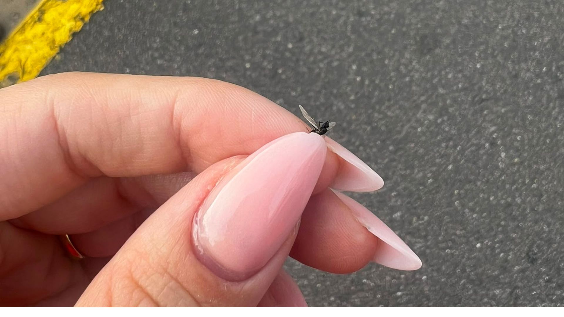 An ant that gave everything to the next generation. 