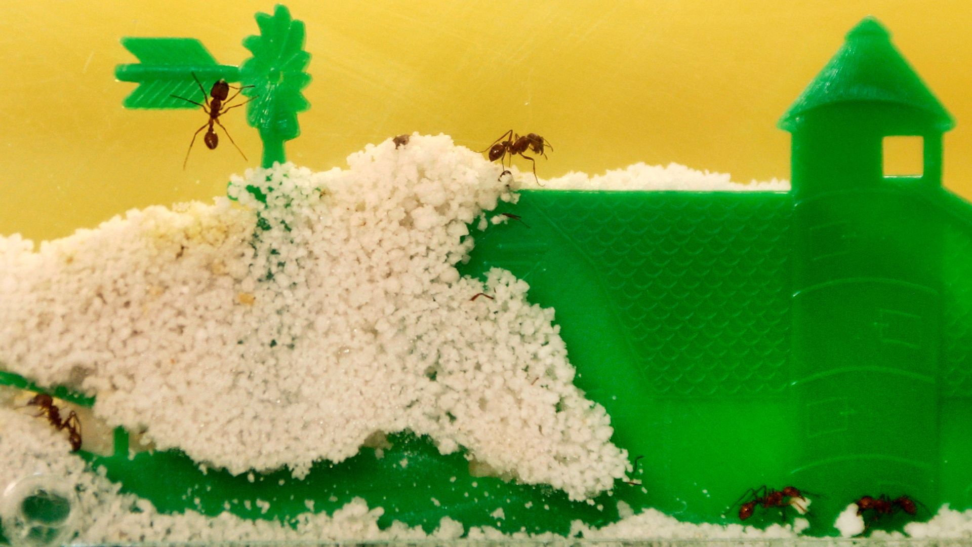 Ants are crucial ecosystem engineers that keep terrestrial environments healthy, aerating soil and recycling decomposing matter. /AP