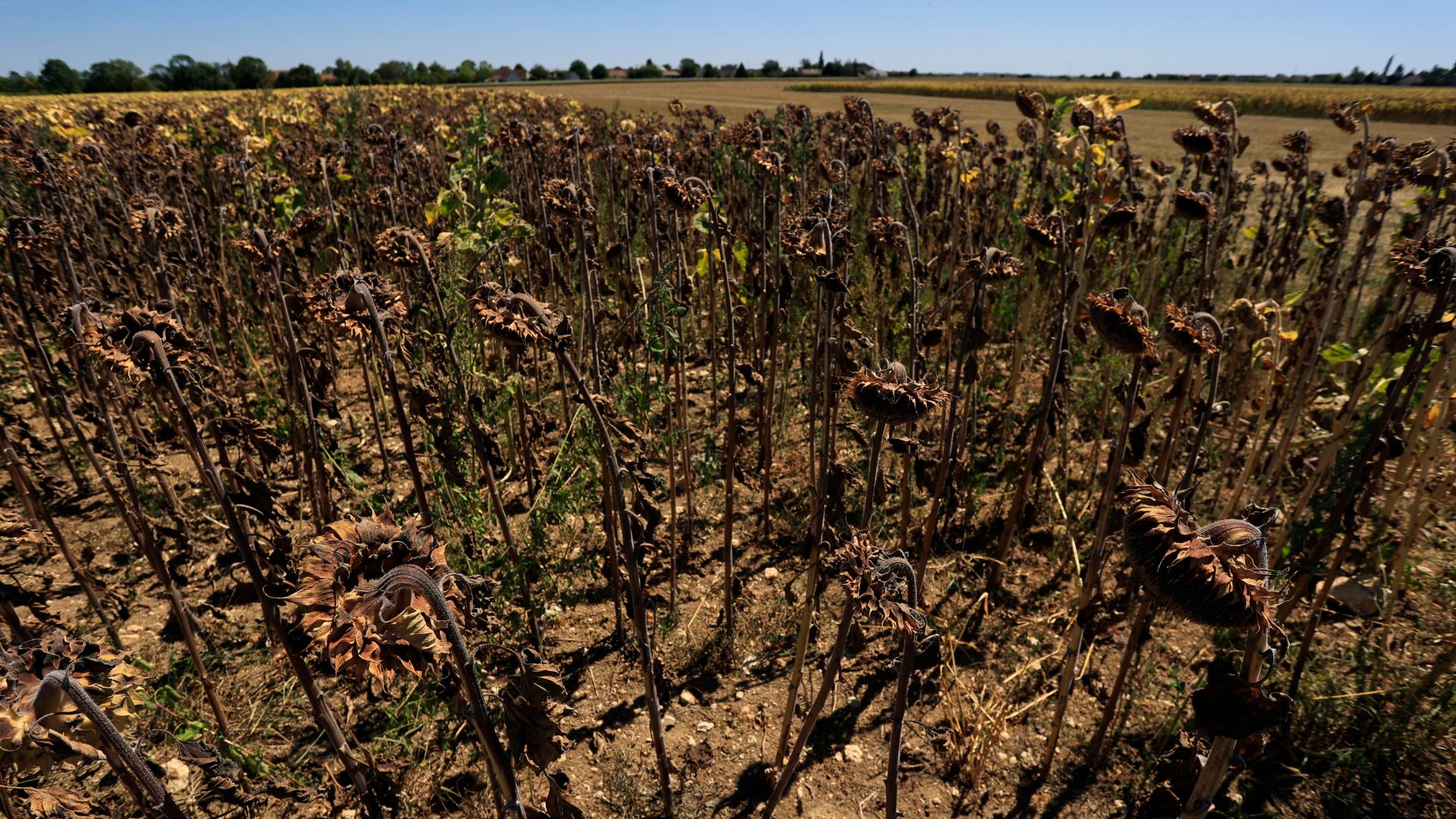 Sunflowers in France withering under scorching temperatures in Beaumont du Gatinais, 60 miles south of Paris. /AP.