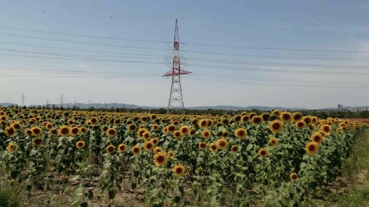 Austrian AI tool can help prevent blackouts and power grid disruptions