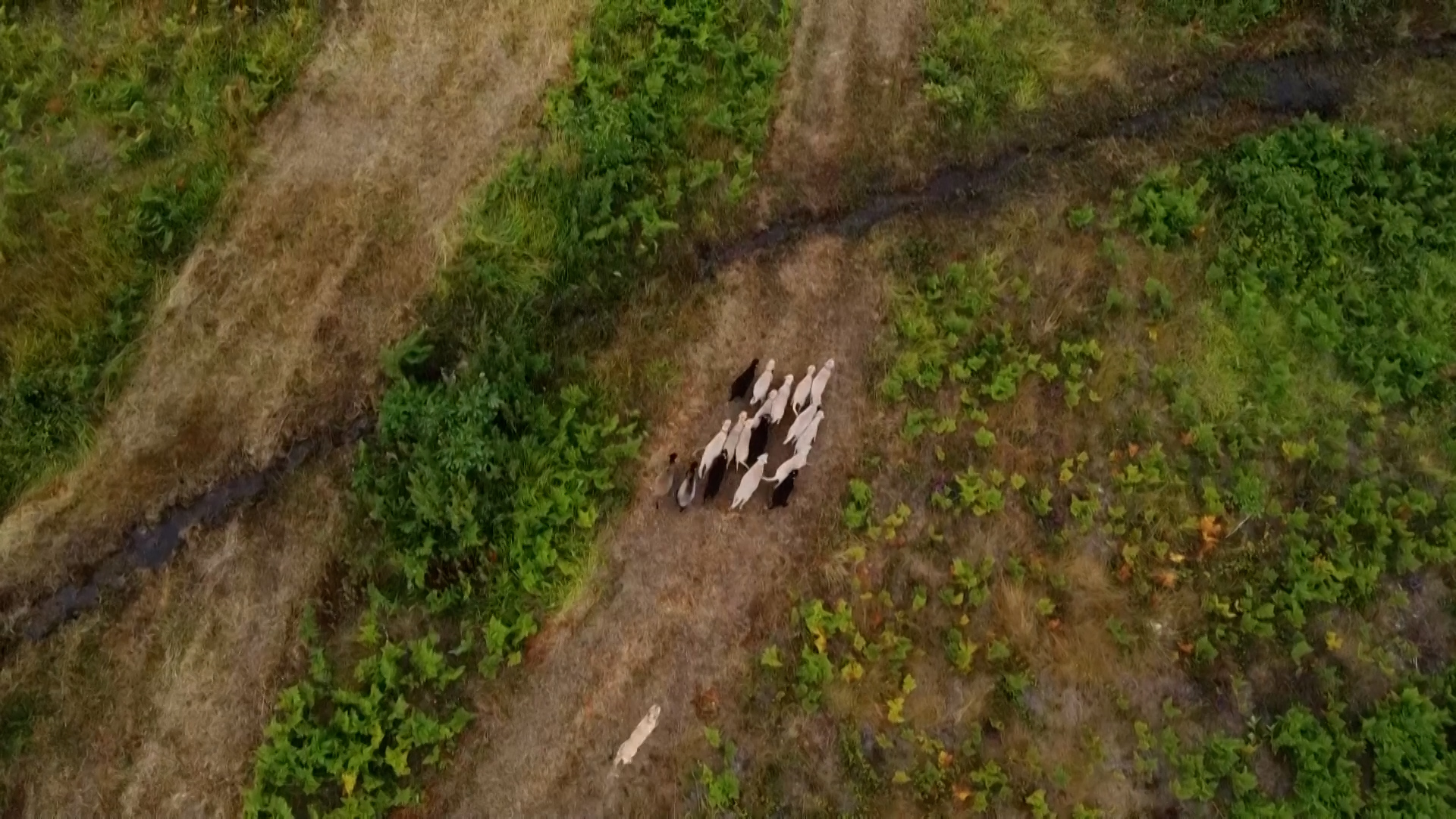 The cows keep the vegetation under control without eradicating it altogether. /Reuters
